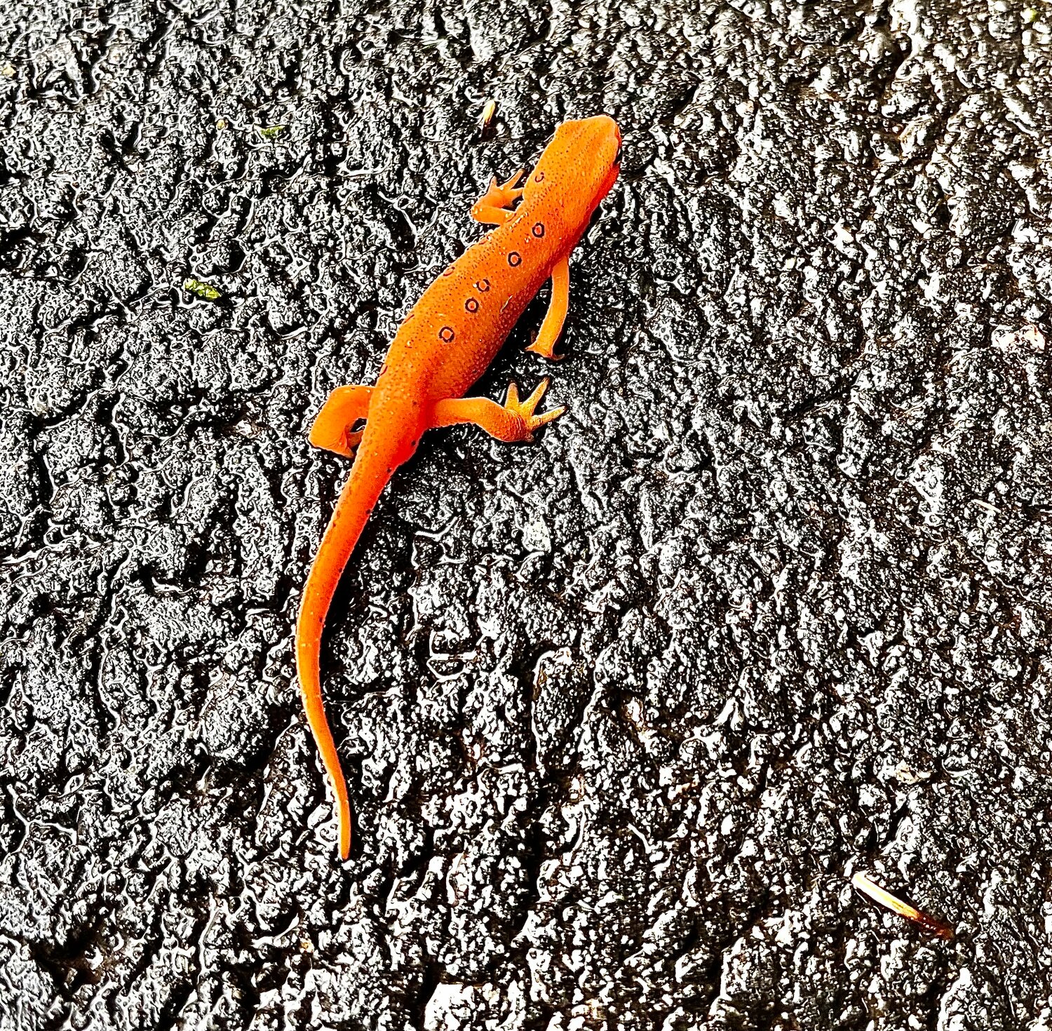 The juvenile red eft can be identified by its bright orange-red coloration with small black dots scattered on the back and a row of larger, black-bordered orange spots on each side.